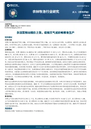 农林牧渔行业研究：多因素推动猪价上涨，极端天气或影响粮食生产