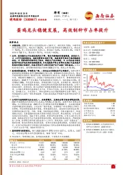 蛋鸡龙头稳健发展,高效制种市占率提升
